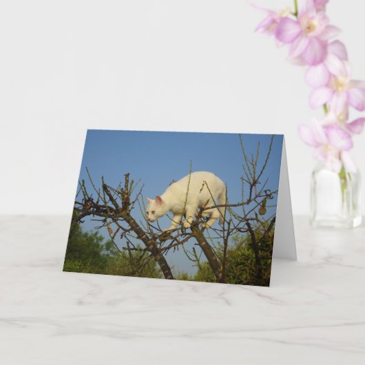 White Kitten Klettern Almond Tree Card Karte (Orchidee)