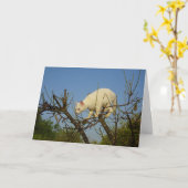 White Kitten Klettern Almond Tree Card Karte (Gelbe Blume)