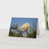 White Kitten Klettern Almond Tree Card Karte (Vorderseite)