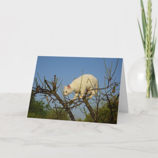 White Kitten Klettern Almond Tree Card Karte (Vorderseite)