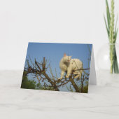 White Kitten Klettern Almond Tree Karte (Vorderseite)