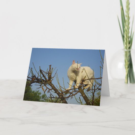 White Kitten Klettern Almond Tree Karte (Vorderseite)