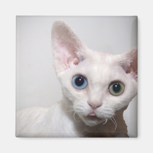 White Kitten Magnet (Vorne)
