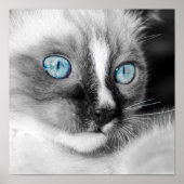 White Kitten mit blauen Augen Poster (Vorne)