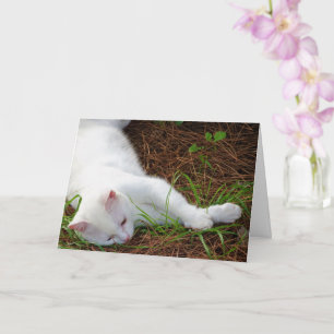 White Kitten on Pine Needles Karte