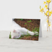 White Kitten on Pine Needles Karte (Gelbe Blume)