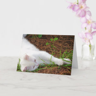 White Kitten on Pine Needles Karte