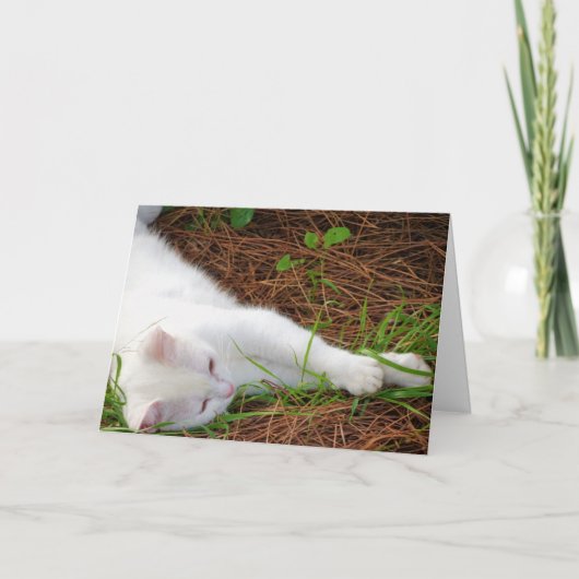 White Kitten on Pine Needles Karte (Vorderseite)