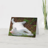 White Kitten on Pine Needles Karte (Vorderseite)
