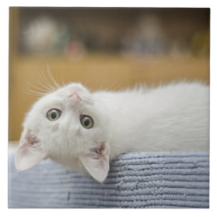 White Kitten Pet Fliese