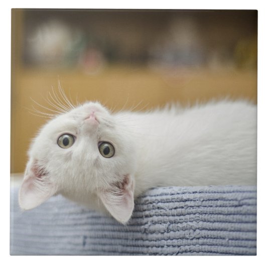 White Kitten Pet Fliese (Vorderseite)