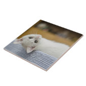 White Kitten Pet Fliese (Seite)