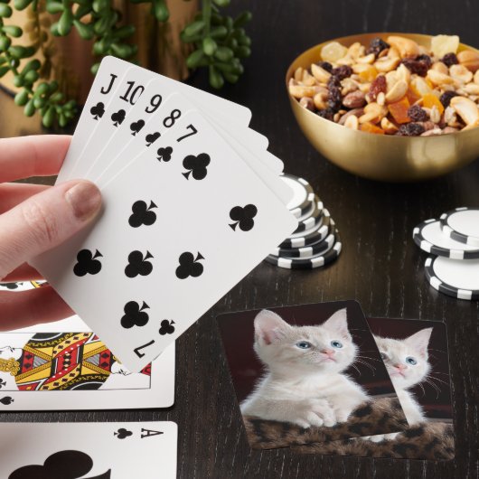 White kitten playing cards. spielkarten (In Situ)