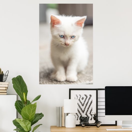 White Kitten Poster (Heimbüro)