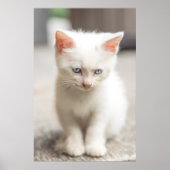 White Kitten Poster (Vorne)