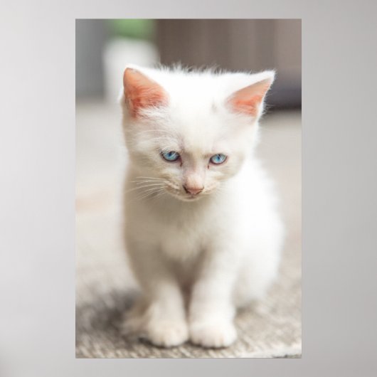 White Kitten Poster (Vorne)