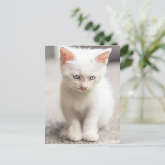 White Kitten Postkarte (Stehend Vorderseite)