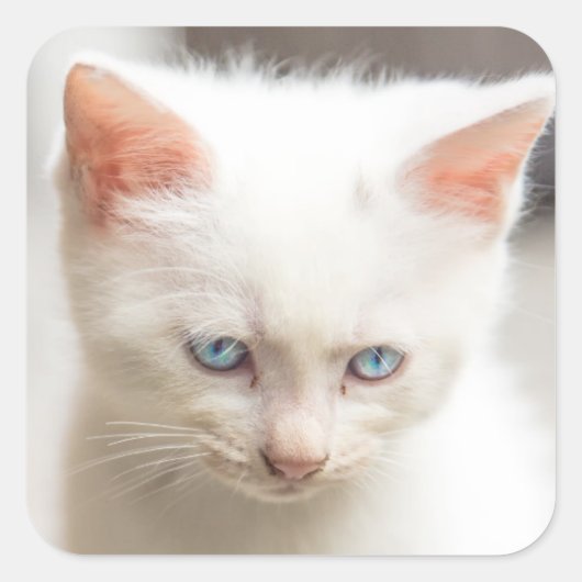 White Kitten Quadratischer Aufkleber (Vorderseite)
