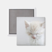 White Kitten Schlafen Magnet (Vorderseite/Rückseite)