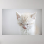 White Kitten Schlafen Poster (Vorne)