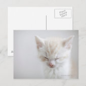 White Kitten Schlafen Postkarte (Vorne/Hinten)