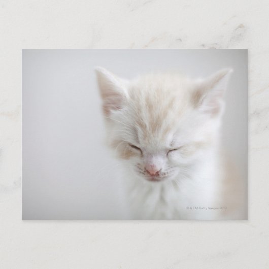 White Kitten Schlafen Postkarte (Vorderseite)