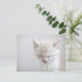 White Kitten Schlafen Postkarte (Stehend Vorderseite)