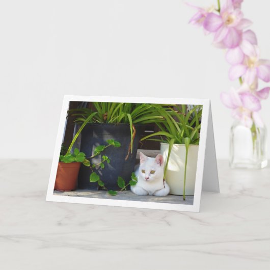 White Kitten und Garden Pflanze Karte (Orchidee)