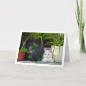 White Kitten und Garden Pflanze Karte (Vorderseite)