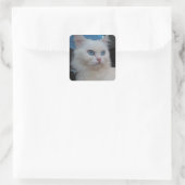 White Kitty Cat mit blauen Augen Quadratischer Aufkleber (Tasche)