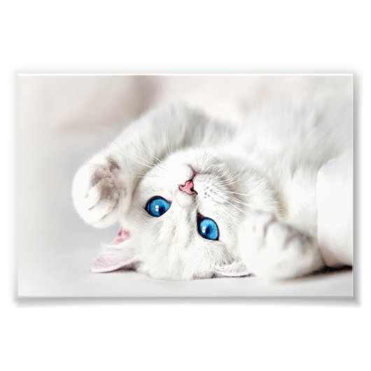 White Kitty Foto Print (Vorne)