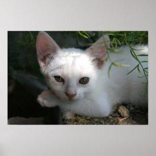 White kitty poster