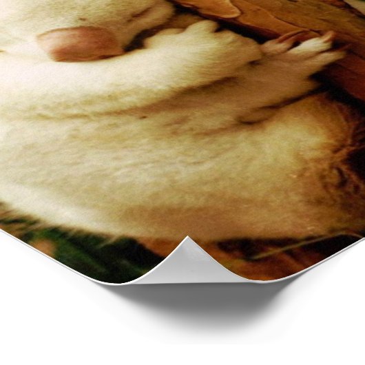 White Koala Bärenposter drucken Poster (Ecke)