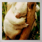 White Koala Bärenposter drucken Poster (Vorne)