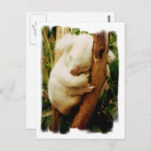White Koala Bear Postcard Postkarte (Vorne/Hinten)