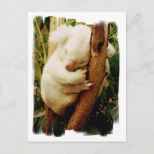 White Koala Bear Postcard Postkarte