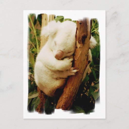 White Koala Bear Postcard Postkarte (Vorderseite)