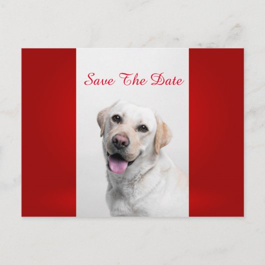 White Labrador Ankündigungspostkarte (Vorderseite)