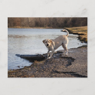 White Labrador in der Nähe des Sees Postkarte