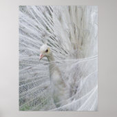 White Lace Poster (Vorne)