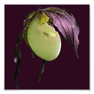White Lady Slipper Orchid Blume 8x8 Fotodruck