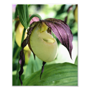 White Lady Slipper Orchid Blume Fotodruck