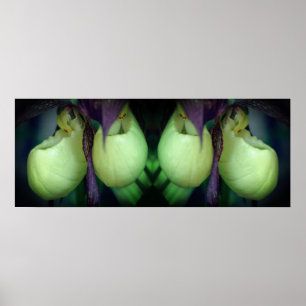 White Lady Slipper Orchid Blume Mirror Abstrakt Poster