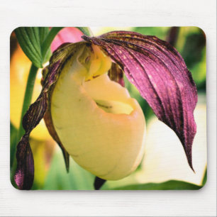 White Lady Slipper Orchid Blume Mousepad