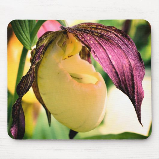 White Lady Slipper Orchid Blume Mousepad (Vorne)
