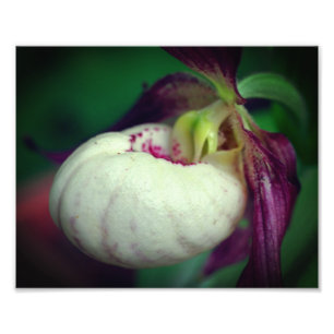 White Lady Slipper Orchid Blume Nah bis 8x10 Fotodruck