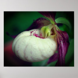 White Lady Slipper Orchid Blume Nah Poster
