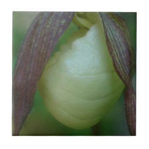White Lady Slipper Orchid Blume Nature Fliese