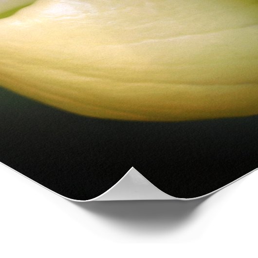 White Lady Slipper Orchid Blume Pair Poster (Ecke)