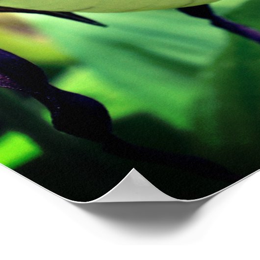 White Lady Slipper Orchid Blume Poster (Ecke)